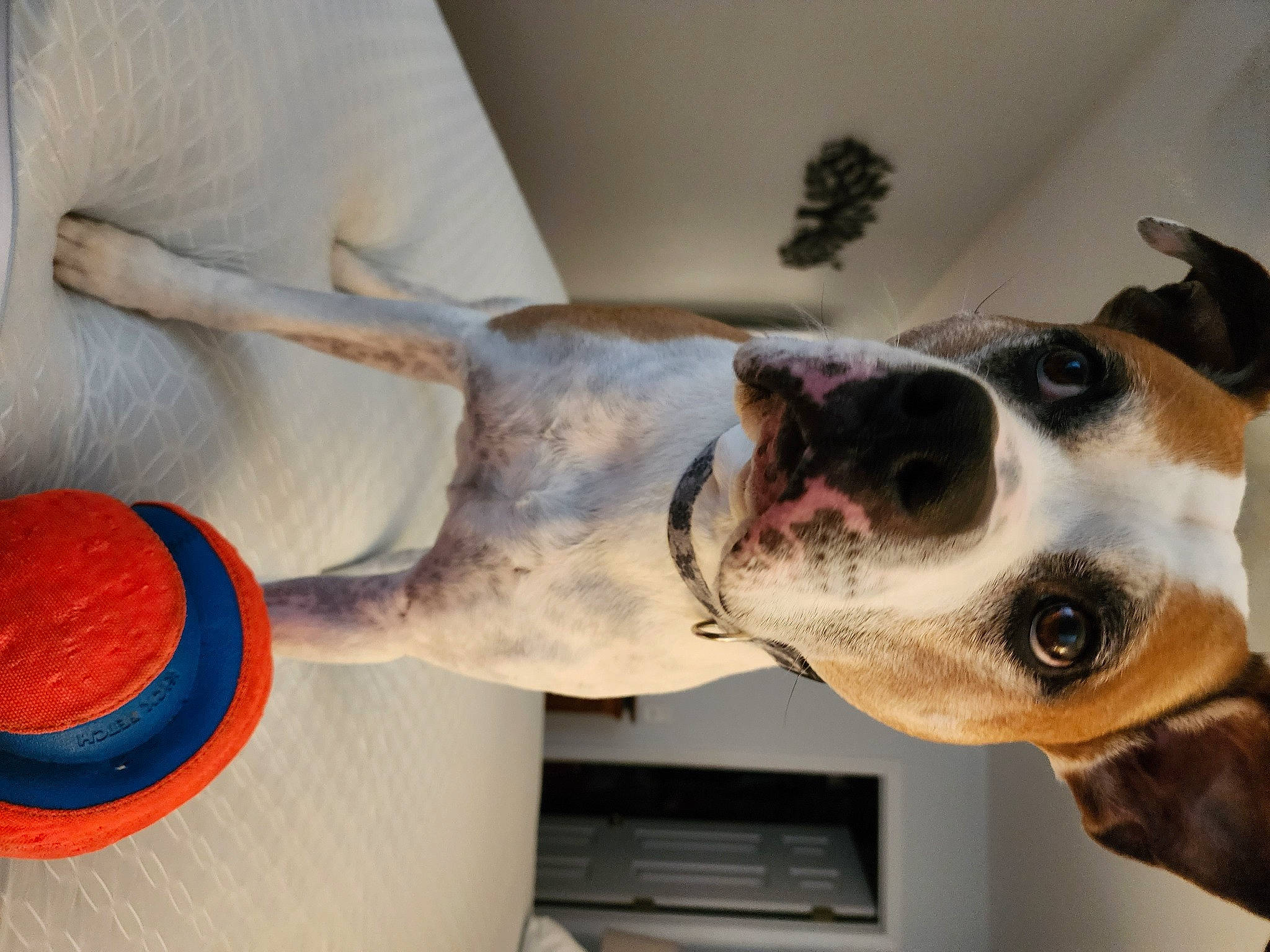 Max is registered to the contest to win money with this photo: art, canidae, carnivore, collar, comfort, companion_dog, dog, dog_breed, dog_collar, ear, eyewear, fawn, fur, jaw, pet_supply, snout, sporting_group, whiskers, window, working_animal