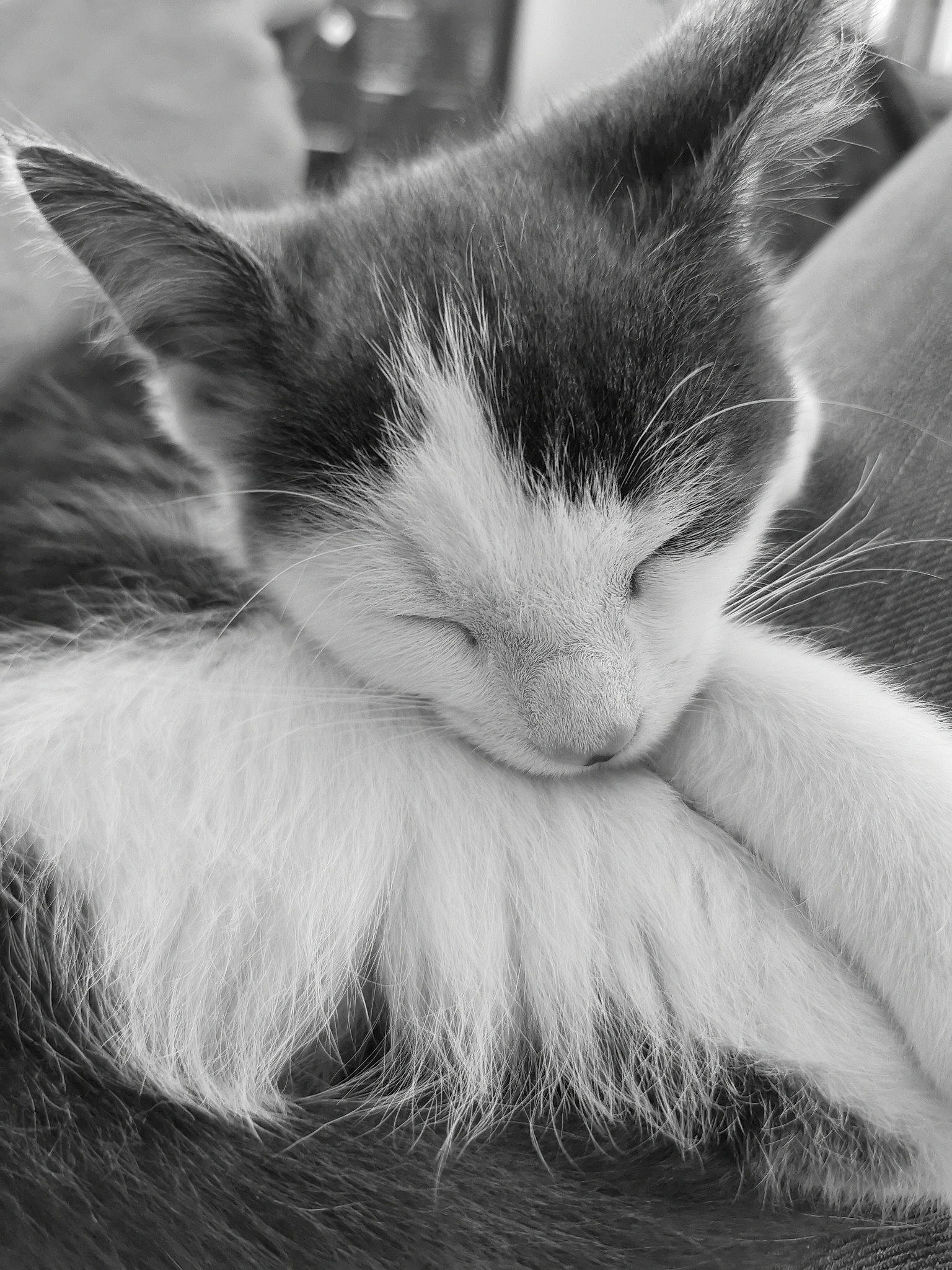 Jarvis joined the competition — help win amazing prizes! black_and_white, carnivore, cat, close_up, ear, eye, felidae, fur, kitten, monochrome, monochrome_photography, nap, norwegian_forest_cat, nose, photography, sky, sleep, small_to_medium_sized_cats, snout, whiskers
