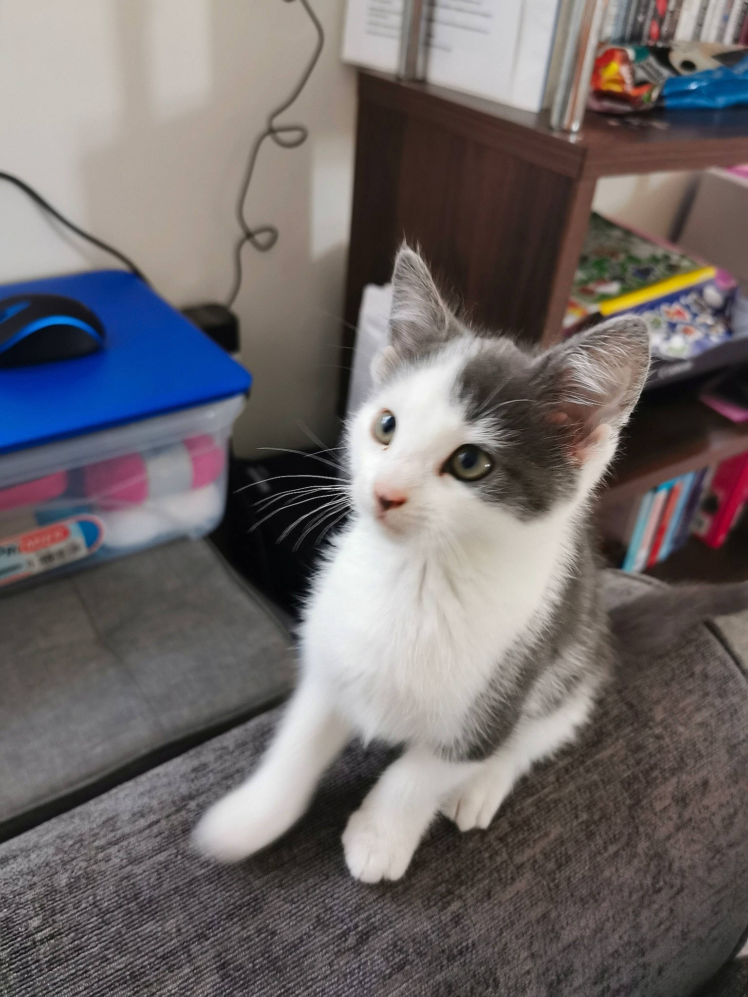 Jarvis joined the competition — help win amazing prizes! aegean_cat, asian, carnivore, cat, domestic_short_haired_cat, european_shorthair, fawn, felidae, kitten, mammal, norwegian_forest_cat, ojos_azules, polydactyl_cat, ragamuffin, ragdoll, small_to_medium_sized_cats, turkish_angora, turkish_van, vertebrate, whiskers