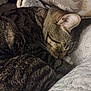 Nipsey joined the competition — help win amazing prizes! animal, blanket, cat, closeup, comfort, cozy, cute, feline, fur, indoors, nap, pet, relaxation, resting, sleeping, soft, striped, tabby, warm, whiskers