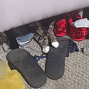Nipsey joined the competition — help win amazing prizes! animal, carpet, cat, cozy, flip_flops, floor, footwear, furniture, hidden, indoor, paw, paws, pet, playful, red_shoes, resting, shoes, sleeping, socks, tabby_cat