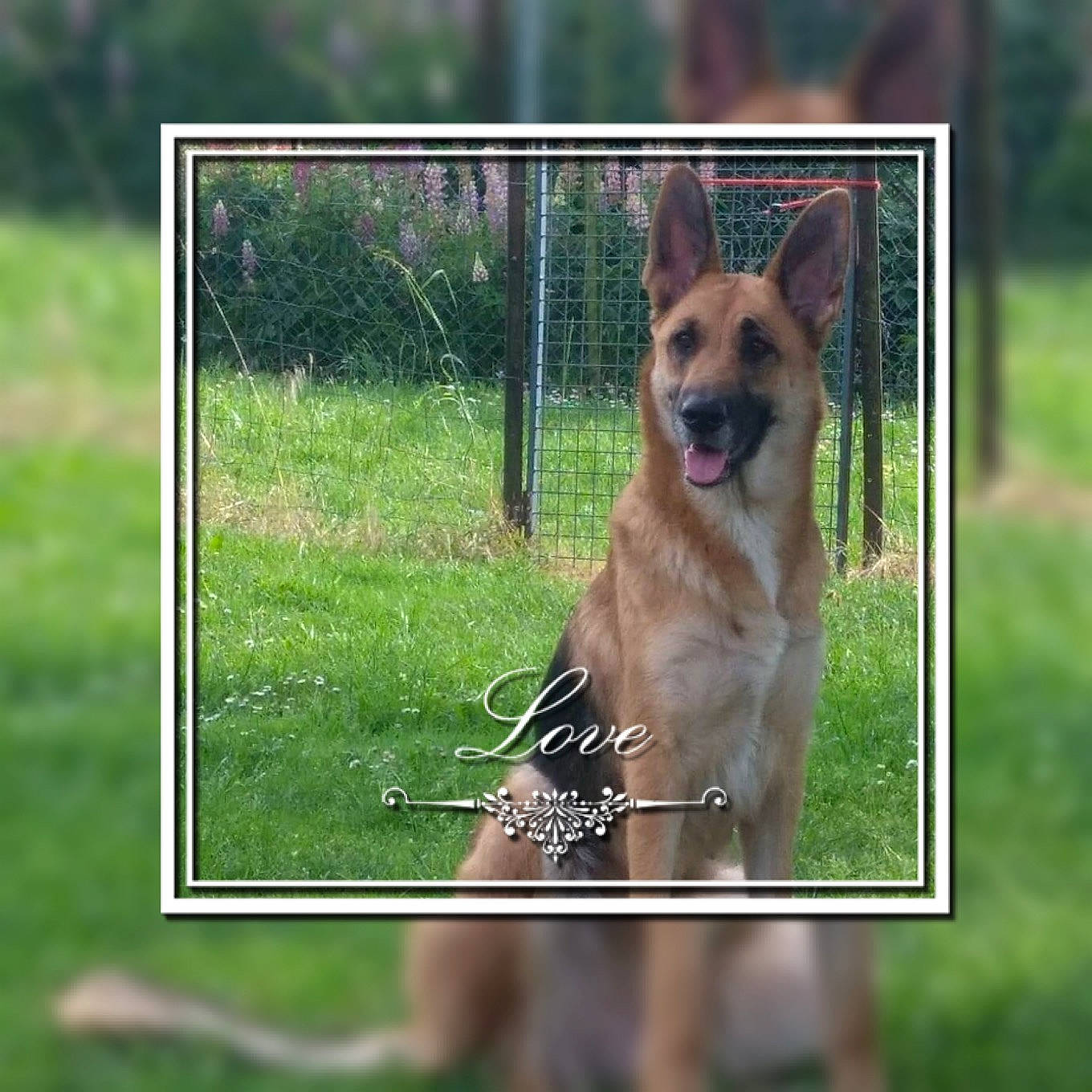 Mustang participe au concours pour gagner de l'argent avec cette photo : carnivore, collar, companion_dog, dog, dog_breed, dog_supply, door, east_european_shepherd, fawn, fence, german_shepherd_dog, king_shepherd, mesh, old_german_shepherd_dog, plant, rectangle, snout, sporting_group, wildlife, wire_fencing