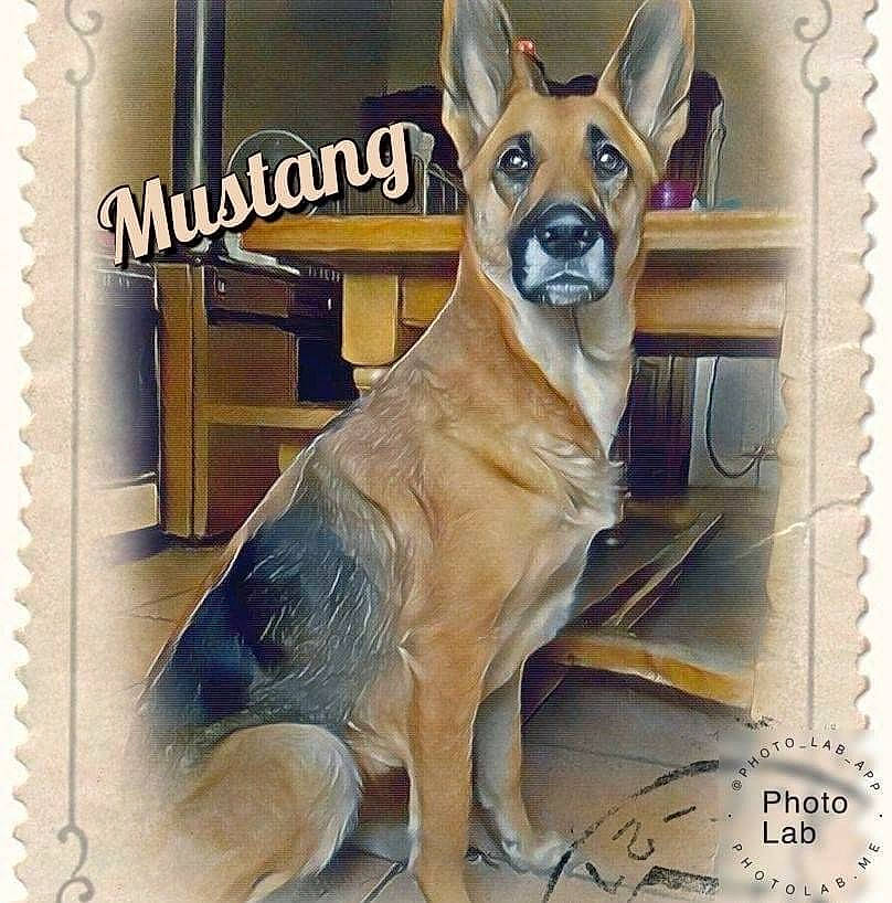 Mustang a rejoint le concours — aidez-le/la à gagner de superbes lots ! canidae, carnivore, collar, companion_dog, dog, dog_breed, dog_collar, dog_supply, door, fawn, fixture, font, internet_meme, pet_supply, rectangle, snout, sporting_group, tail, terrestrial_animal, working_animal