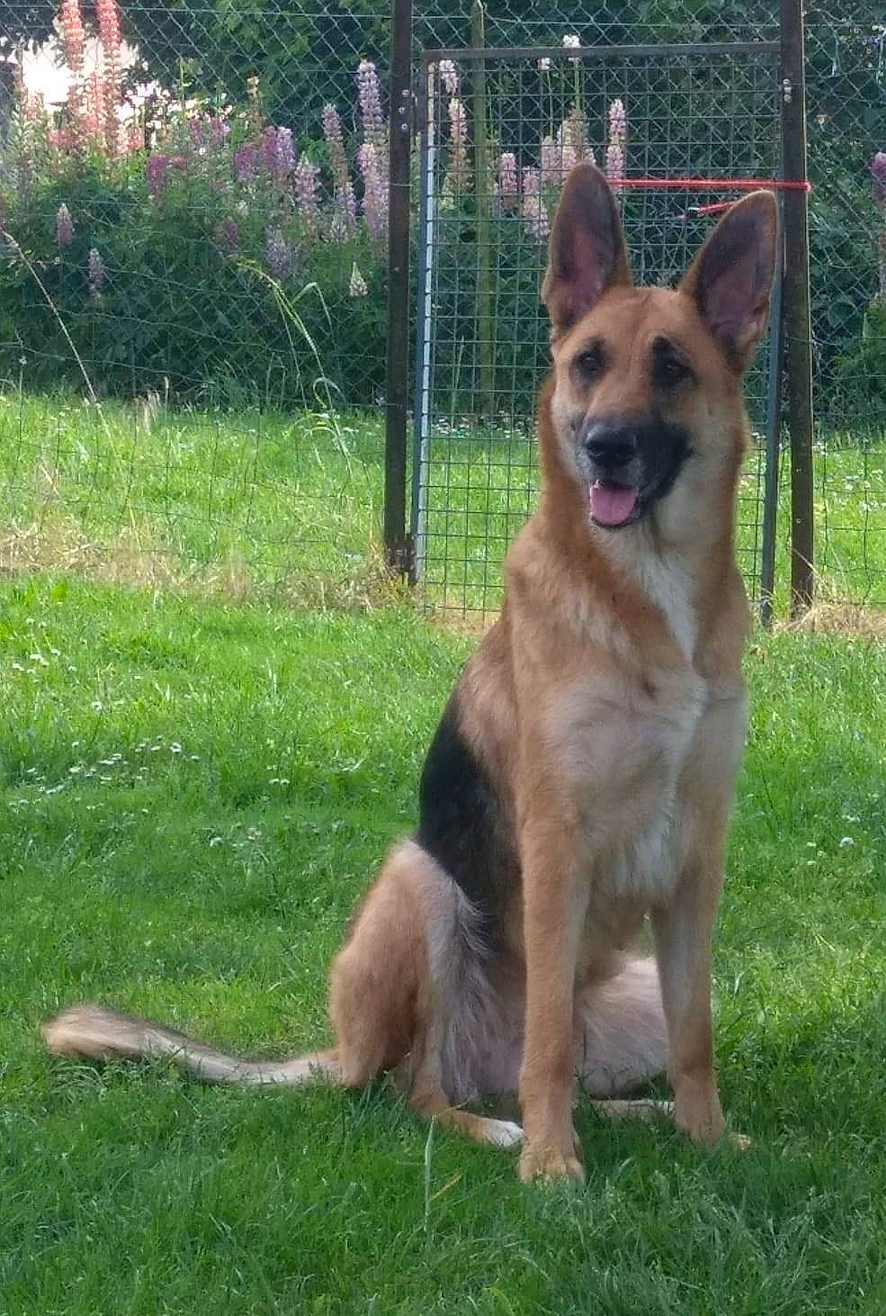 Mustang participe au concours pour gagner de l'argent avec cette photo : canidae, carnivore, collar, companion_dog, dog, dog_breed, east_european_shepherd, fawn, fence, german_shepherd_dog, grass, herding_dog, old_german_shepherd_dog, pet_supply, plant, snout, sporting_group, tail, tree, wildlife