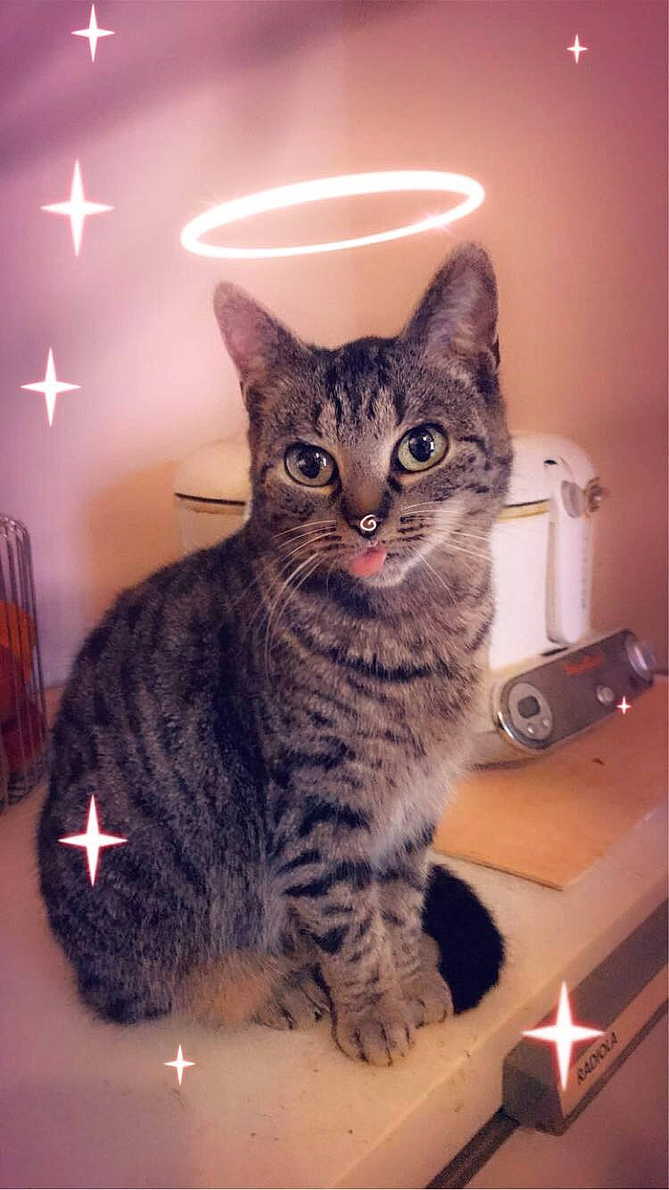 Tigresse participe au concours pour gagner de l'argent avec cette photo : box, carnivore, cat, domestic_short_haired_cat, eye, felidae, fur, iris, paw, sitting, small_to_medium_sized_cats, snout, tail, terrestrial_animal, whiskers