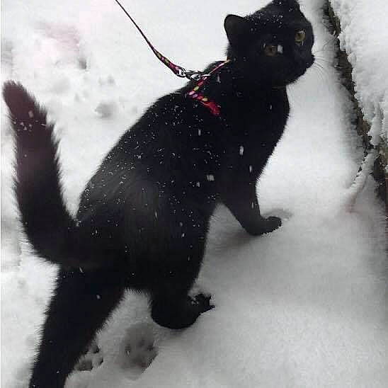 Caspouille a rejoint le concours — aidez-le/la à gagner de superbes lots ! black_cat, bombay, canidae, carnivore, cat, claw, collar, dog_breed, domestic_short_haired_cat, felidae, fur, paw, pet_supply, small_to_medium_sized_cats, snout, snow, sporting_group, tail, terrestrial_animal, whiskers