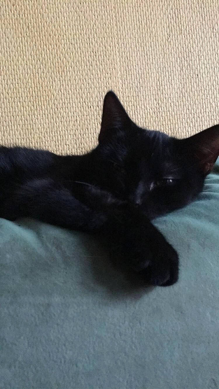 Caspouille a rejoint le concours — aidez-le/la à gagner de superbes lots ! black_cat, bombay, carmine, carnivore, cat, comfort, domestic_short_haired_cat, felidae, fur, small_to_medium_sized_cats, snout, tail, tints_and_shades, whiskers