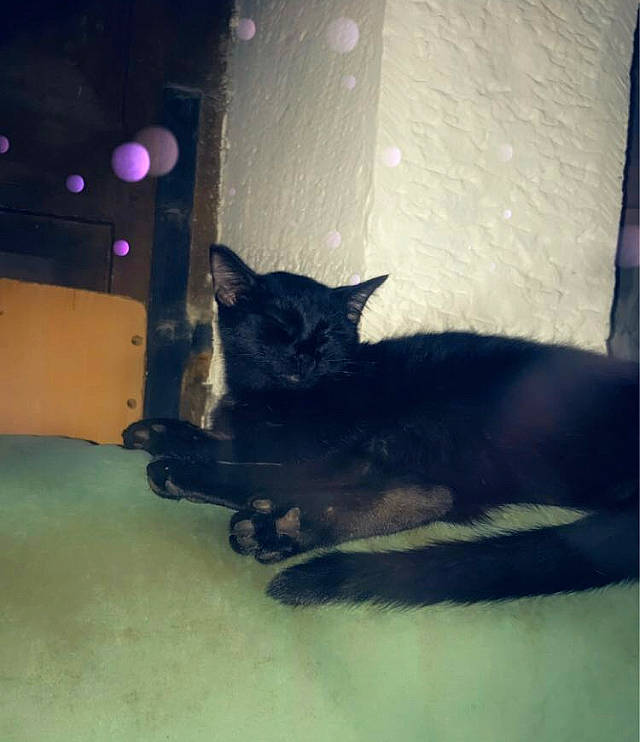 Caspouille a rejoint le concours — aidez-le/la à gagner de superbes lots ! black_cat, canidae, carnivore, cat, cloud, comfort, darkness, domestic_short_haired_cat, felidae, flooring, fur, paw, room, shadow, sky, small_to_medium_sized_cats, snout, tail, tints_and_shades, whiskers