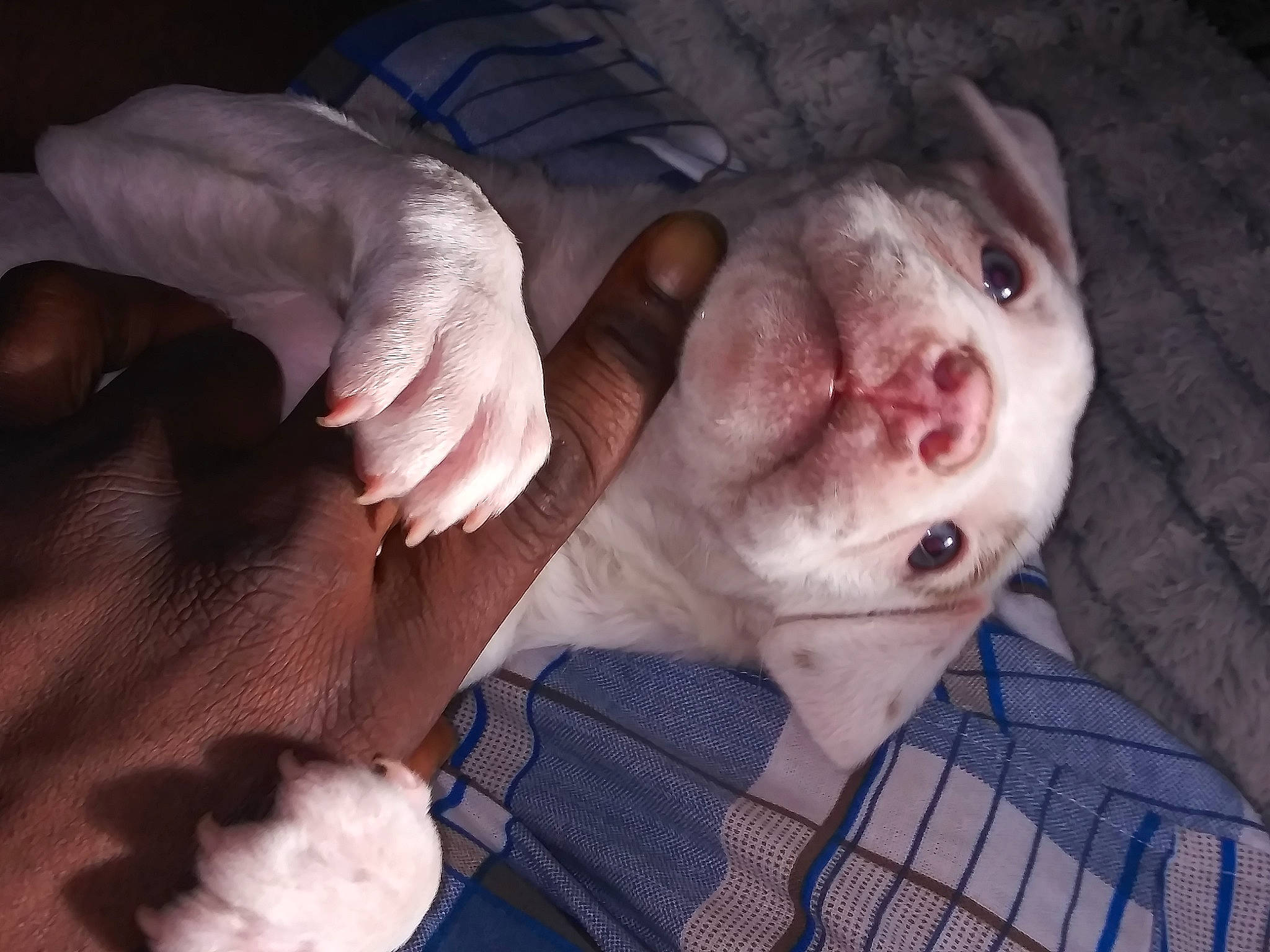 Purge joined the competition — help win amazing prizes! american_bulldog, american_pit_bull_terrier, canidae, carnivore, dog, dog_breed, dogo_argentino, ear, fawn, mammal, mouth, non_sporting_group, nose, pit_bull, snout, whiskers