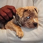 Soldier joined the competition — help win amazing prizes! animal, blanket, brown, claws, closeup, cozy, cute, dog, domestic_animal, fur, furry, hand, pet, portrait, puppy, resting, sleepy, snuggling, white, young
