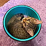 cat, tabby_cat, bucket, curled_up, fur, whiskers, ears, eyes, looking_up, purple_rug, fluffy_rug, indoor, pet, animal, container, floor, cute, small_space, relaxed, cozy