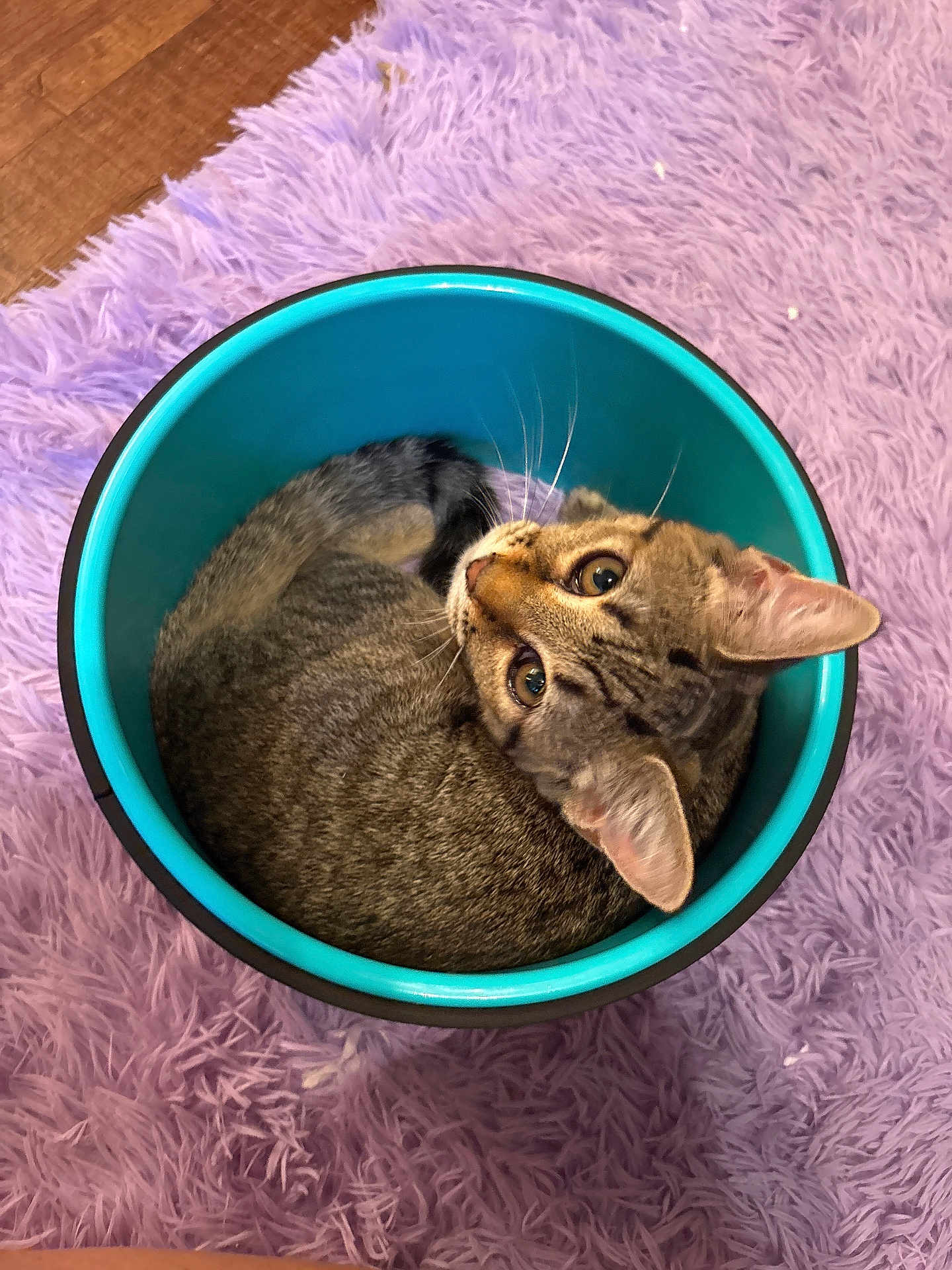 Thea is registered to the contest to win money with this photo: cat, tabby_cat, bucket, curled_up, fur, whiskers, ears, eyes, looking_up, purple_rug, fluffy_rug, indoor, pet, animal, container, floor, cute, small_space, relaxed, cozy