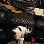 balanced, black_and_white, black_spots, carpet, cat, curious, feline, household, indoor, kitten, leather_couch, living_room, pet, playful, scratching_post, small, soda_can, toy, white_fur, young_cat