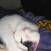Star is registered to the contest to win money with this photo: cat, kitten, sleeping, white_fur, pink_nose, paw, curled_up, blanket, purple_blanket, soft_texture, cozy, pet, indoor, resting, animal, fur, cute, peaceful, close_up, relaxing
