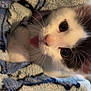 kitten, cat, black_and_white, blanket, cozy, fur, whiskers, cute, pet, animal, indoors, closeup, face, playful, young, soft, resting, curious, feline, tongue