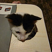 Star joined the competition — help win amazing prizes! animal, black_and_white, book, cat, closeup, curious, domestic, face, feline, floor, head, hole, indoors, kitten, mischievous, pet, playful, table, whiskers, wood