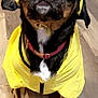 Grace joined the competition — help win amazing prizes! adorable, animal, black_fur, brown_fur, canine, close_up, collar, cute, dog, domestic, ears, front_legs, indoor, looking_up, pet, rainwear, sitting, white_chest, wooden_floor, yellow_raincoat