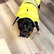Grace is registered to the contest to win money with this photo: adorable, animal, black_dog, canine, companion, cute, dog, domestic_animal, flooring, household, indoor, looking_up, pet, pet_clothing, playful, plush_fish, portrait, toy, wooden_floor, yellow_raincoat