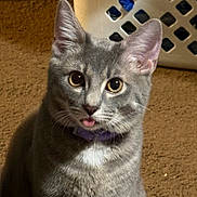 Buttons is registered to the contest to win money with this photo: cat, kitten, gray_cat, tongue_out, purple_collar, whiskers, ears, big_eyes, fur, portrait, close_up, indoor, carpet, laundry_basket, pet, domestic_animal, cute, feline, household, pet_portrait