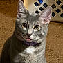 cat, kitten, gray_cat, tongue_out, purple_collar, whiskers, ears, big_eyes, fur, portrait, close_up, indoor, carpet, laundry_basket, pet, domestic_animal, cute, feline, household, pet_portrait