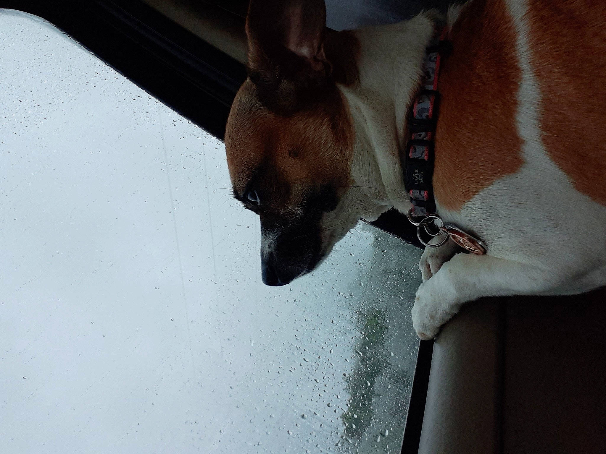 Dabz joined the competition — help win amazing prizes! carnivore, collar, dog, dog_breed, elbow, fawn, foot, fur, hood, human_body, human_leg, jaw, snout, sporting_group, terrestrial_animal, tints_and_shades, vehicle_door, whiskers, windshield, working_animal