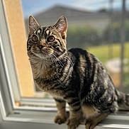 Ulys a rejoint le concours — aidez-le/la à gagner de superbes lots ! animal, blurred_background, cat, closeup, curious, daylight, domestic_cat, ears, feline, fur, house, indoor, natural_light, pet, sitting, striped, tabby_cat, whiskers, window, windowsill