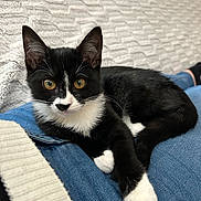 Ysis participe au concours pour gagner de l'argent avec cette photo : animal, black_and_white, blanket, cat, cozy, cute, ears, eyes, fur, furniture, indoor, jeans, kitten, lap, paw, person, pet, relaxing, tuxedo_cat, whiskers