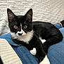animal, black_and_white, blanket, cat, cozy, cute, ears, eyes, fur, furniture, indoor, jeans, kitten, lap, paw, person, pet, relaxing, tuxedo_cat, whiskers