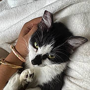 Feather is registered to the contest to win money with this photo: cat, black_and_white, pet, hand, bracelet, fur, whiskers, green_eyes, blanket, cozy, cute, indoor, resting, soft_texture, close_up, animal, domestic, relaxing, snuggling, comfort