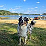 dog, australian_shepherd, grass, lake, water, sky, clouds, dock, trailer, vehicle, outdoor, nature, animal, pet, happy, standing, daytime, landscape, blue_sky, canine