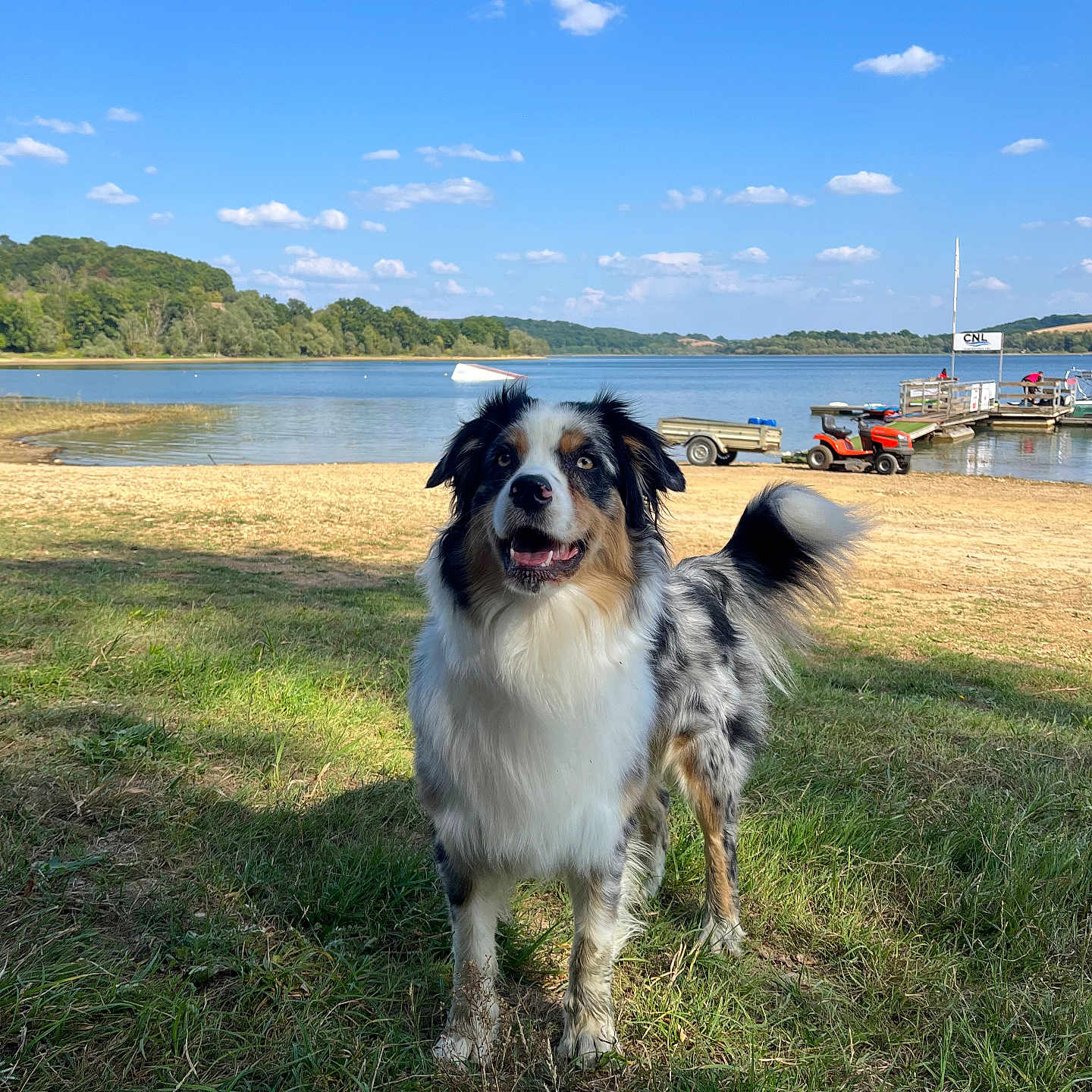 Aydi a rejoint le concours — aidez-le/la à gagner de superbes lots ! animal, australian_shepherd, blue_sky, canine, clouds, daytime, dock, dog, grass, happy, lake, landscape, nature, outdoor, pet, sky, standing, trailer, vehicle, water