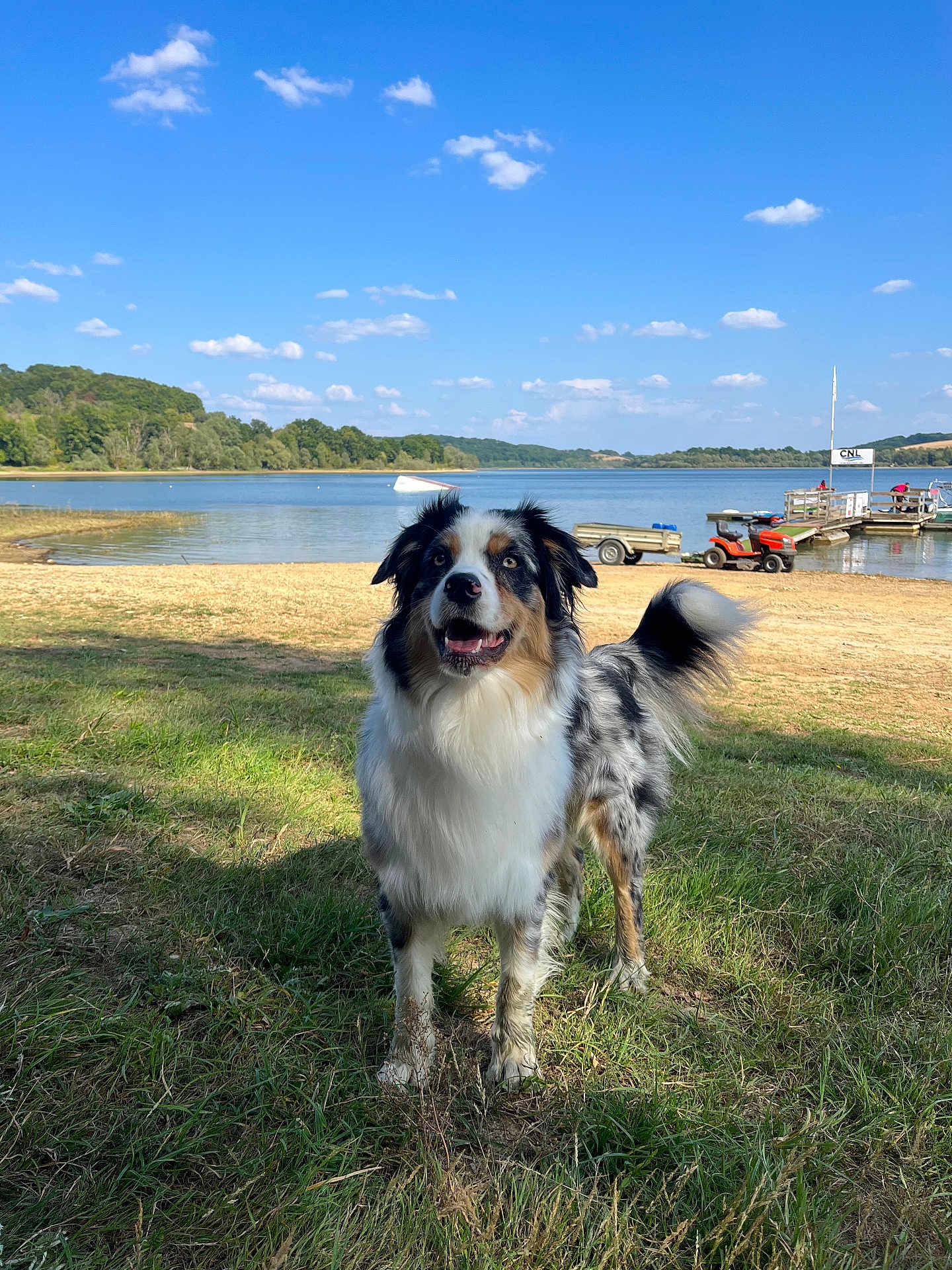 Aydi a rejoint le concours — aidez-le/la à gagner de superbes lots ! dog, australian_shepherd, grass, lake, water, sky, clouds, dock, trailer, vehicle, outdoor, nature, animal, pet, happy, standing, daytime, landscape, blue_sky, canine
