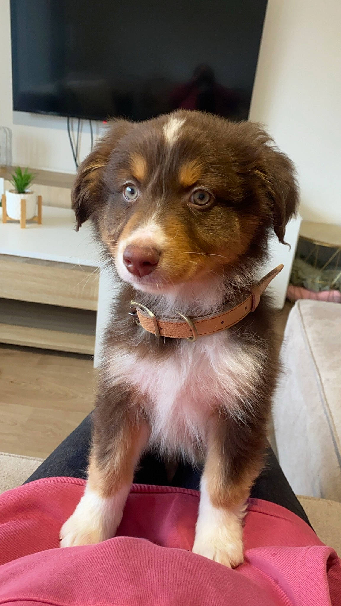 Ryoko participe au concours pour gagner de l'argent avec cette photo : ball, border_collie, canidae, carnivore, companion_dog, dog, dog_breed, flowerpot, fur, home_appliance, houseplant, liver, plant, puppy, snout, sporting_group, television, whiskers, working_animal, working_dog