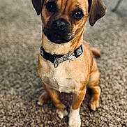 Cooper is registered to the contest to win money with this photo: dog, small_dog, brown_dog, collar, pet, indoor, carpet, sitting, looking_at_camera, close_up, fur, ears, cute, animal, domestic_animal, companion, portrait, canine, young_dog, floor