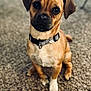 dog, small_dog, brown_dog, collar, pet, indoor, carpet, sitting, looking_at_camera, close_up, fur, ears, cute, animal, domestic_animal, companion, portrait, canine, young_dog, floor
