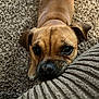 Cooper is registered to the contest to win money with this photo: dog, brown_dog, pet, close_up, carpet, couch, resting, cute, indoor, fur, animal, looking, head, texture, soft, cozy, companion, adorable, small_dog, home
