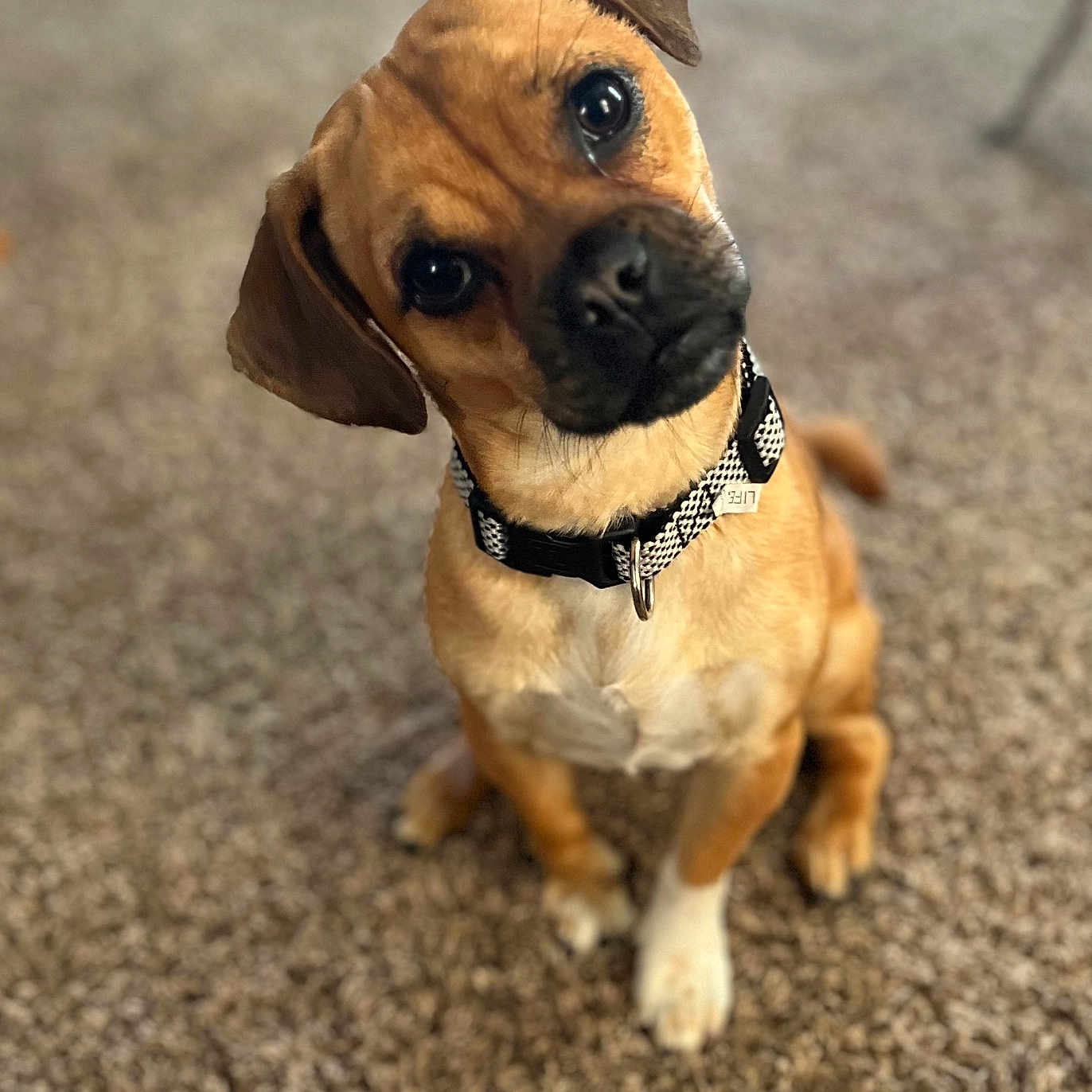 Cooper is registered to the contest to win money with this photo: animal, brown, canine, carpet, collar, curious, cute, dog, domestic_animal, ears, friendly, fur, indoor, nose, pet, portrait, sitting, whiskers, white_paw, young_dog