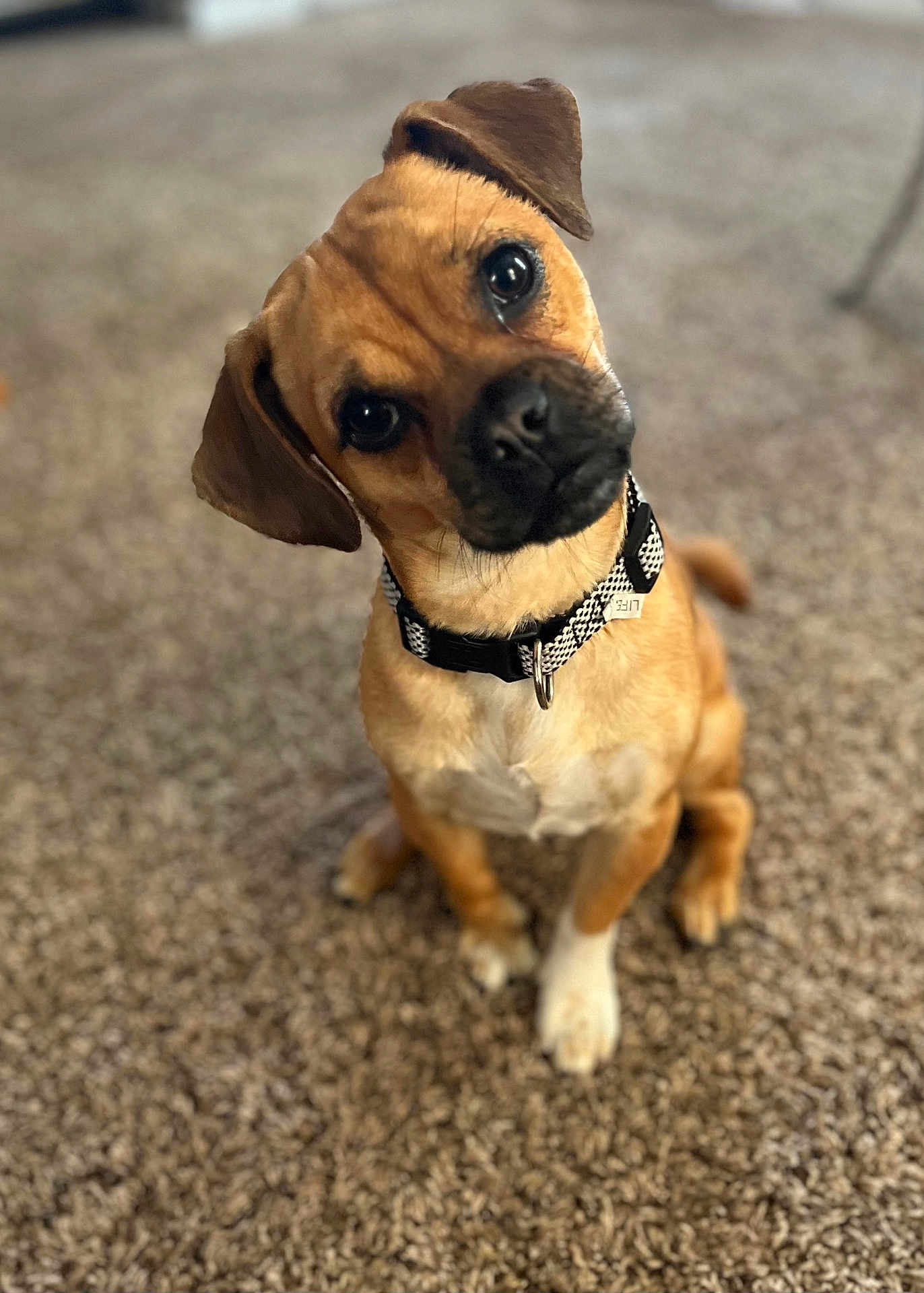 Cooper