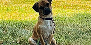 Cooper is registered to the contest to win money with this photo: dog, grass, sidewalk, outdoor, pet, canine, collar, leash, fence, shrubbery, brown_dog, white_paws, sitting, curious, head_tilt, daylight, nature, domestic_animal, animal, young_dog