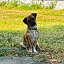 dog, grass, sidewalk, outdoor, pet, canine, collar, leash, fence, shrubbery, brown_dog, white_paws, sitting, curious, head_tilt, daylight, nature, domestic_animal, animal, young_dog