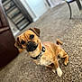 Cooper joined the competition — help win amazing prizes! dog, brown_dog, pet, indoor, carpet, collar, living_room, furniture, couch, table, curious, cute, animal, sitting, head_tilt, floor, domestic, canine, companion, home