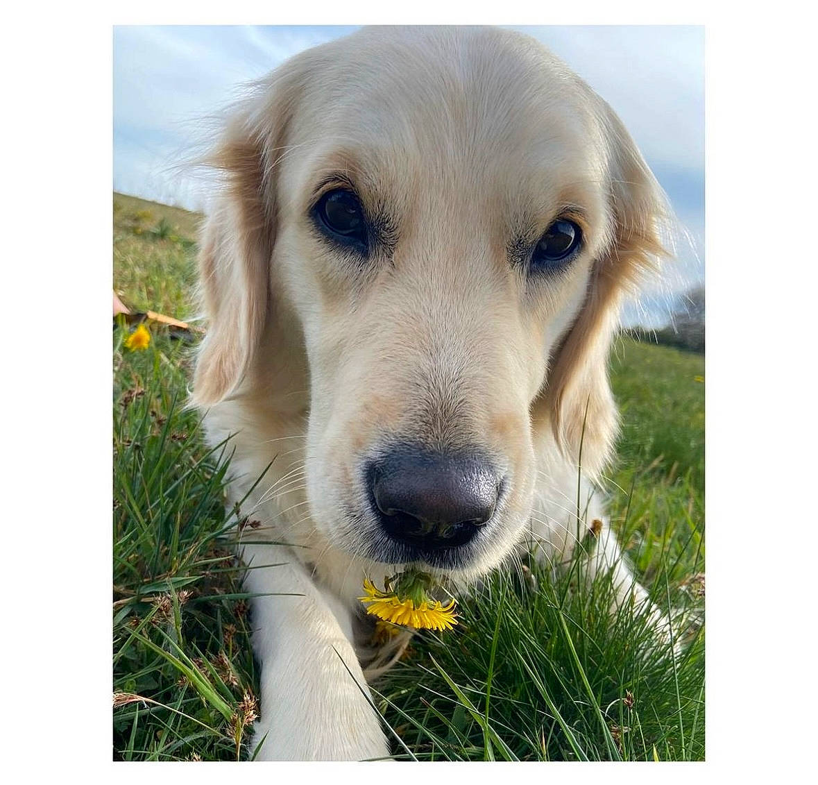 Opium participe au concours pour gagner de l'argent avec cette photo : carnivore, companion_dog, dog, dog_breed, fur, golden_retriever, grass, grassland, gun_dog, happy, labrador_retriever, plant, rectangle, sky, sporting_group, terrestrial_animal, whiskers, working_animal