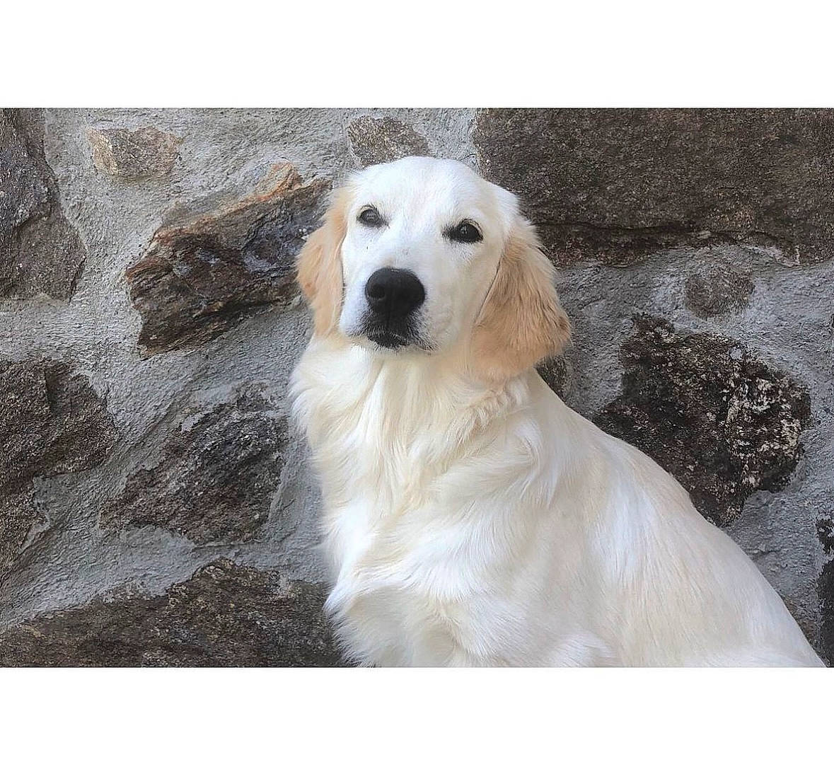 Opium participe au concours pour gagner de l'argent avec cette photo : canidae, carnivore, companion_dog, dog, dog_breed, fur, metal, pet_supply, rectangle, snow, sporting_group, whiskers, winter, working_animal, working_dog