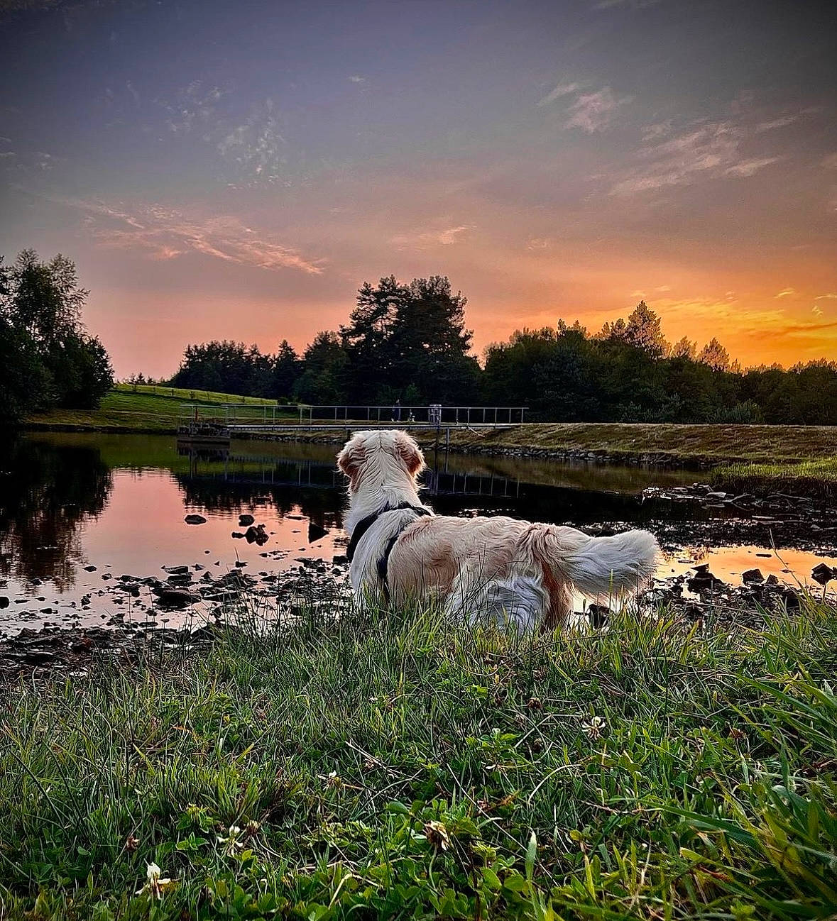 Opium participe au concours pour gagner de l'argent avec cette photo : atmosphere, carnivore, cloud, companion_dog, dog, dog_breed, fawn, grass, grassland, happy, horizon, lake, natural_landscape, people_in_nature, plant, sky, sunset, tree, water, working_animal