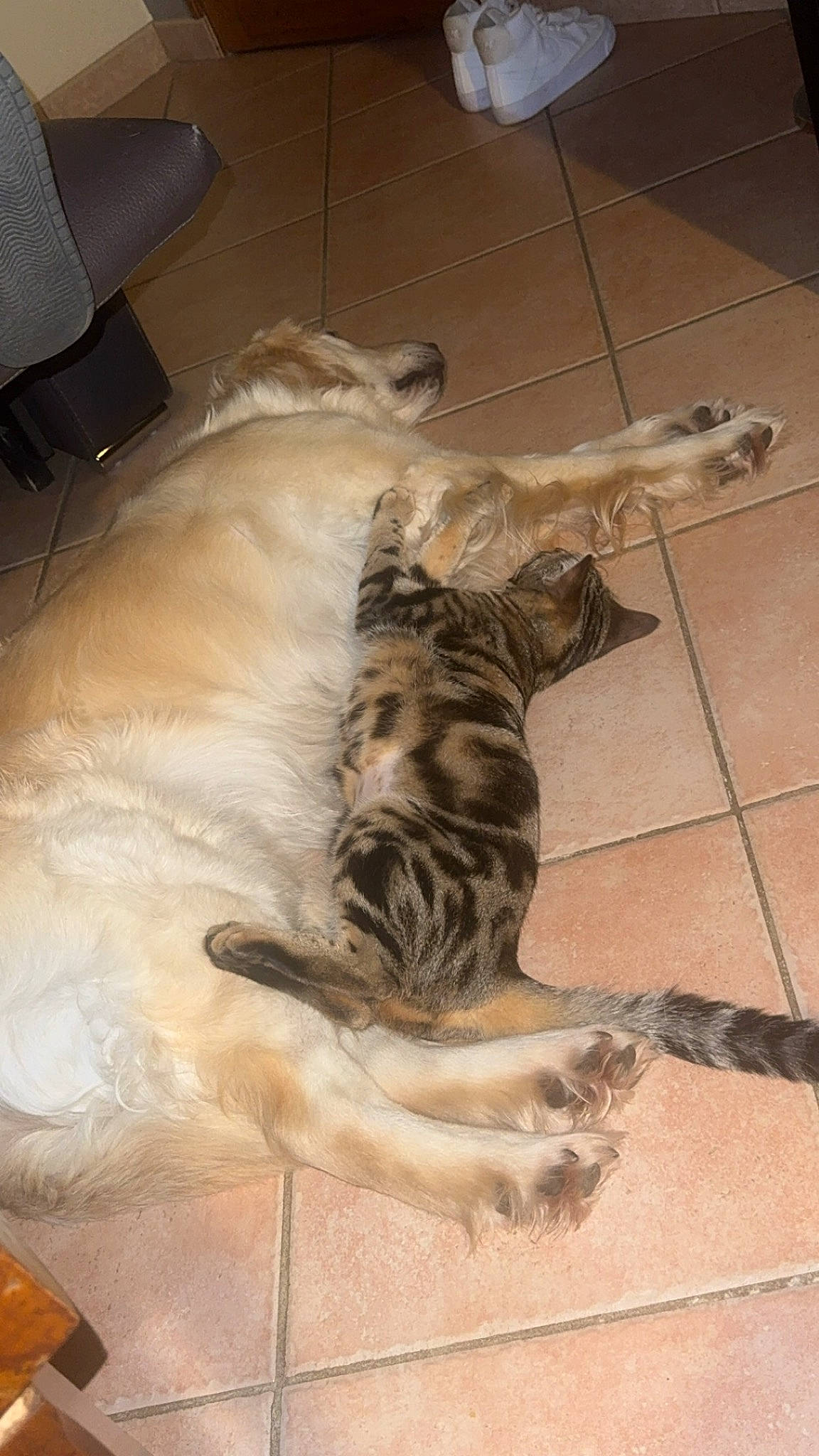 Umy participe au concours pour gagner de l'argent avec cette photo : bed, big_cats, carnivore, cat, claw, comfort, dog_breed, domestic_short_haired_cat, duvet, fawn, felidae, flooring, fur, hardwood, paw, small_to_medium_sized_cats, tail, terrestrial_animal, whiskers, wood