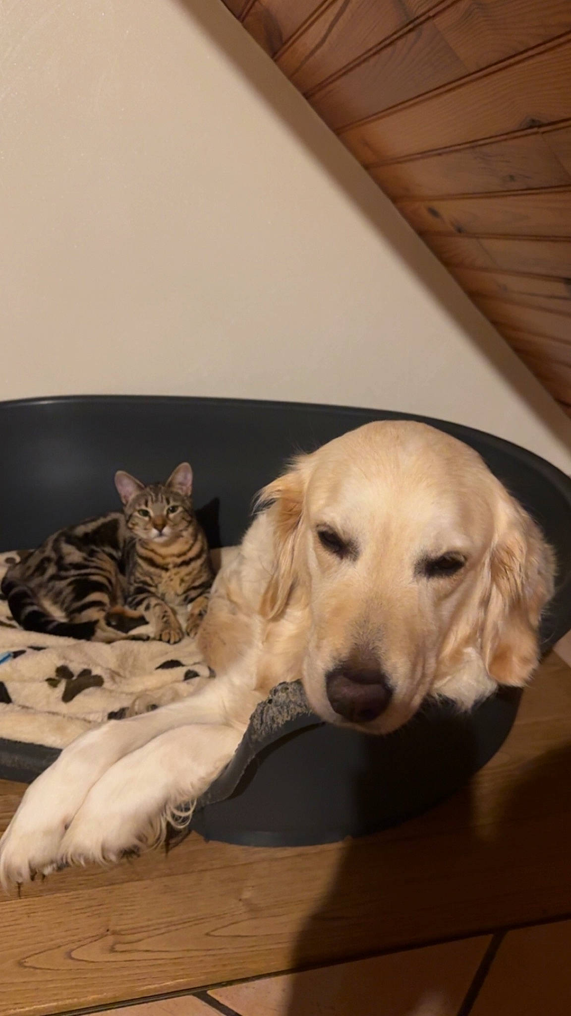 Umy a rejoint le concours — aidez-le/la à gagner de superbes lots ! carnivore, cat, comfort, companion_dog, couch, dog, dog_breed, fawn, flooring, fur, gun_dog, hardwood, labrador_retriever, paw, pet_supply, plant, retriever, whiskers, wood, working_animal