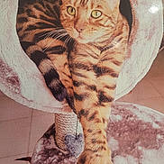 Noisette a rejoint le concours — aidez-le/la à gagner de superbes lots ! abyssinian, animal, blanket, cat, chair, cushion, egyptiancat, face, furniture, head, homedecor, kitten, manx, ocelot, person, pet, photography, portrait, sleeping, towel