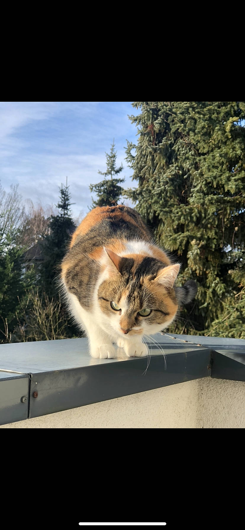 Njie participe au concours pour gagner de l'argent avec cette photo : carnivore, cat, cloud, domestic_short_haired_cat, fawn, felidae, fur, grass, plant, roof, sky, small_to_medium_sized_cats, snout, tail, tree, whiskers, window, windshield, winter, wood