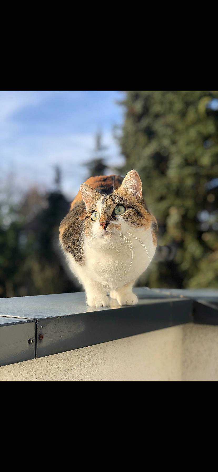 Njie a rejoint le concours — aidez-le/la à gagner de superbes lots ! carnivore, cat, cloud, domestic_short_haired_cat, fawn, felidae, fur, grass, plant, roof, sitting, sky, small_to_medium_sized_cats, snout, tail, tree, whiskers, wildlife, window, wood