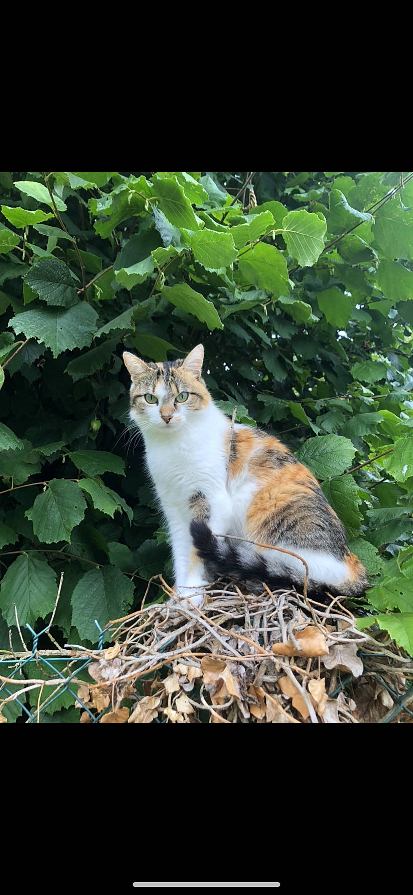 Njie a rejoint le concours — aidez-le/la à gagner de superbes lots ! branch, carnivore, cat, fawn, felidae, grass, groundcover, leaf, mammal, organism, plant, small_to_medium_sized_cats, snout, tail, tree, trunk, vertebrate, whiskers, wood, woody_plant